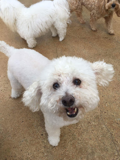 Pampered Pets Resort