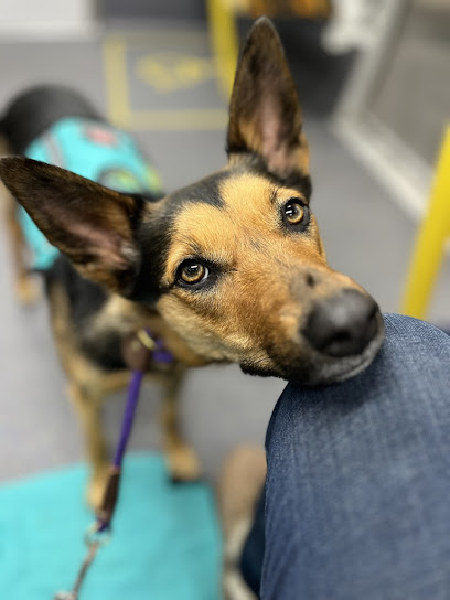 Paws for Assistance Dog Training