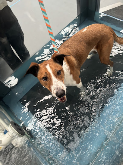 Canine Flow by Aurora The Vet Nurse