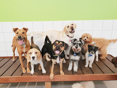 Kip Bayswater Dog Daycare