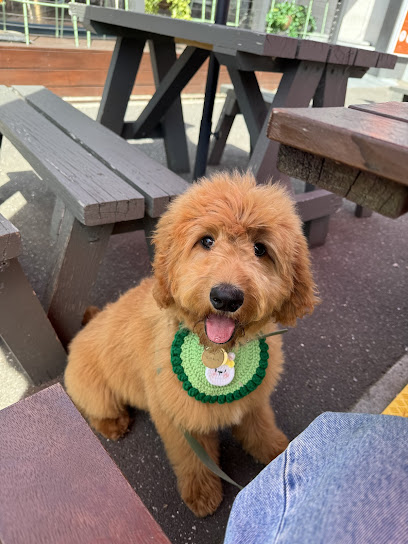 Pawsh & Co Brighton – Pet Grooming