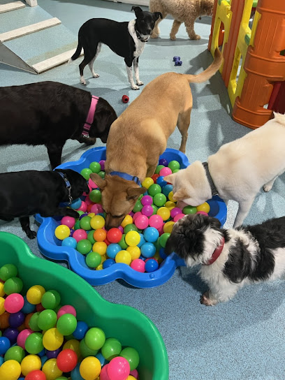 Paws N Play SA Doggy Day Care & Dog Boarding