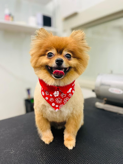 Gentle Paws Dog Grooming – North Perth