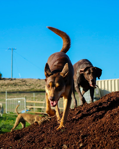 Polly’s Paddock Outdoor Dog Daycare