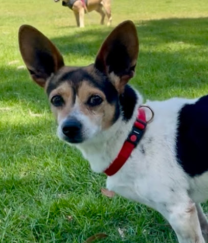 Pawsitive Therapy for Dogs