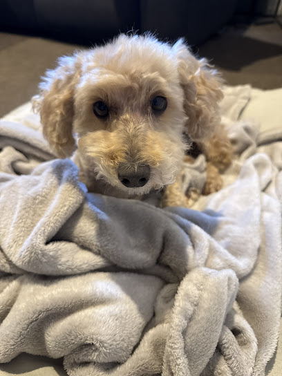 Pooch Pamper Grooming