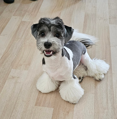 The Hairy Hound All Breed Grooming & Clipping