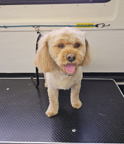 Johns Mobile Dog Grooming