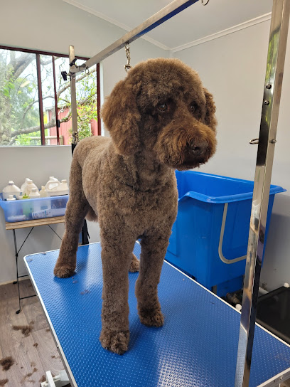 Dandy Dogs Grooming Service