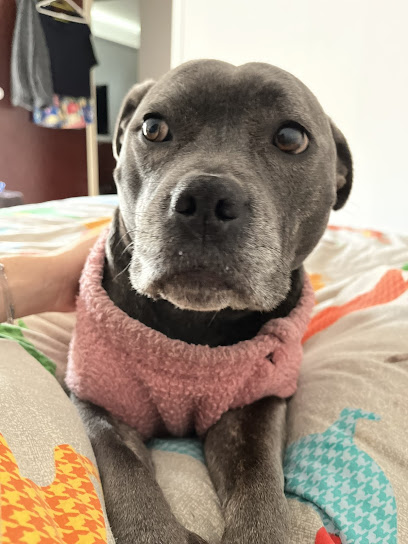 Pawsh Pet Sitting