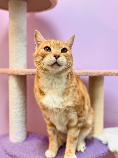 Strong Hearts Cattery