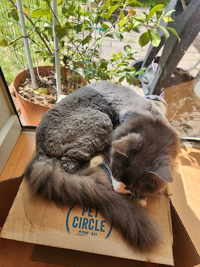 Purrfect Paws Cat Grooming