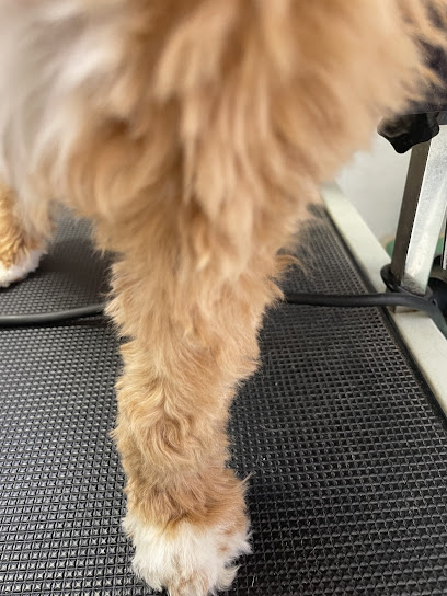 Bo Regines Dog Salon