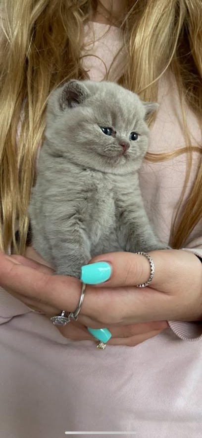 Lynx British Shorthair