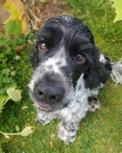 Precise Pet Care – Pet Minding & Dog Walking Service