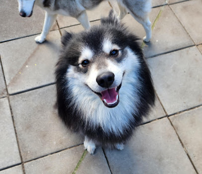 Adelaide Klee Kai Spitz