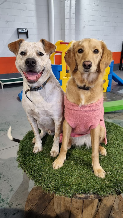 Kip Thomastown Dog Daycare