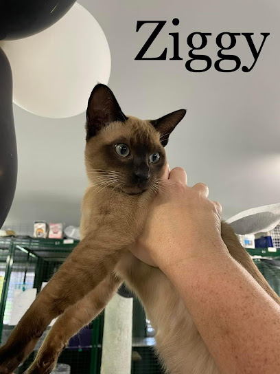 Casey’s Top Catz Boarding Cattery