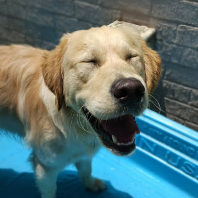 Kip Fairfield Dog Daycare