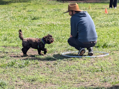 Gentle Modern School of Dog Training