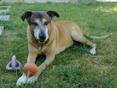 Megans Dog Walking and Pet Feeding Services