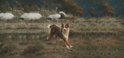 Organix Canine Wellness Centre | Canine Myotherapy, Grooming & Nutrition