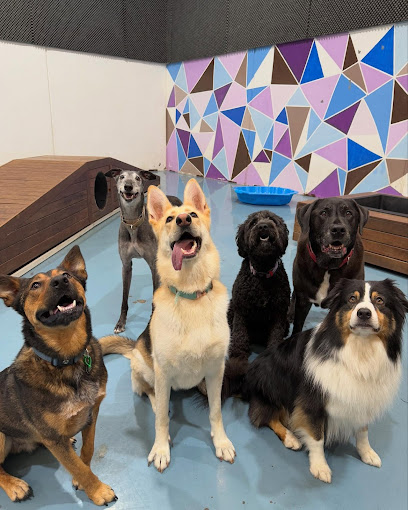 Kip Blackburn Dog Daycare