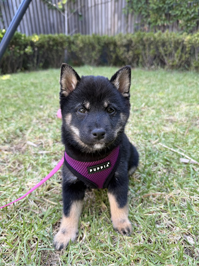 Xavier Canine