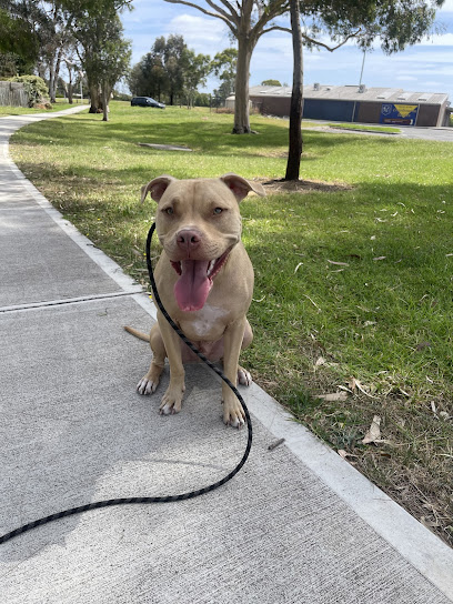 K9 STEPS
