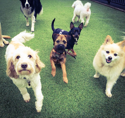 Urban Paws