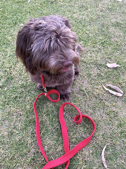 Coastal Dog Training