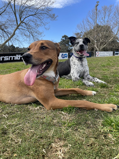 Leading the Pack Dog Training