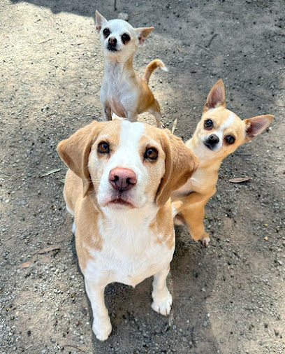 TreeTops Boarding Kennels