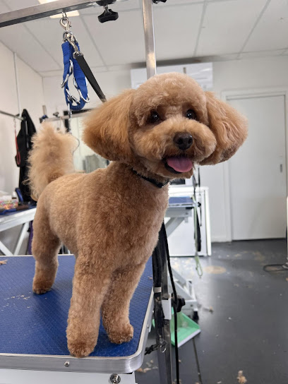 Classy Paws Dog Grooming