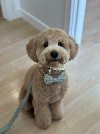 My Favourite Dog Grooming salon