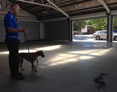 Snake Avoidance Training for Dogs