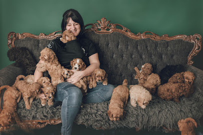 Cavoodled By Enza – Cavoodle Breeder Melbourne