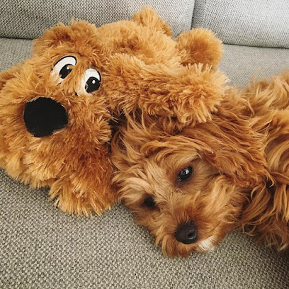 Urban Puppies – Cavoodle Breeder