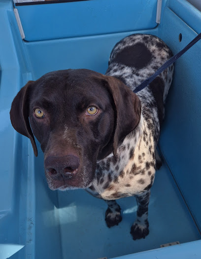 Aussie Pooch Mobile Dog Wash Paralowie