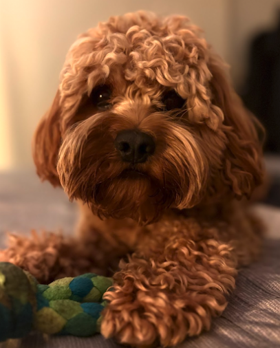 Puppies of Plenty