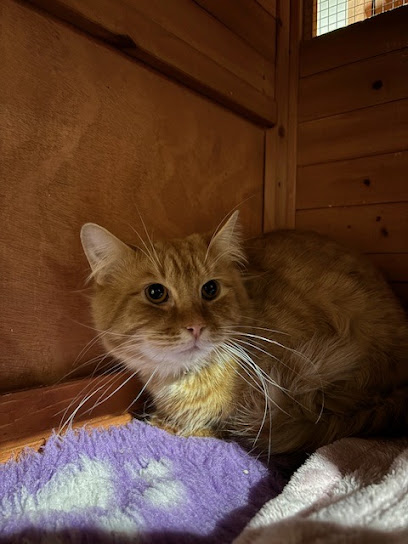 Cat Napping – Melton