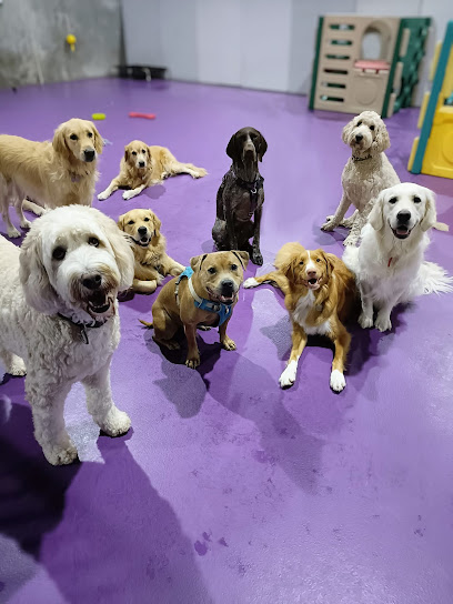 Westford Co. Golden Grove – Doggy Daycare and Training Facility