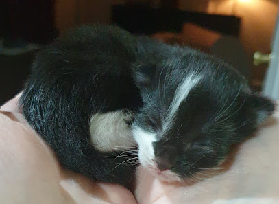 Adelaide Kitten Rescue Ic.