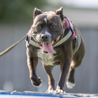 Planet K9 Dog Training Services