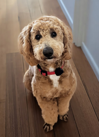 Happy and Fluffy Dog Grooming Mooroolbark