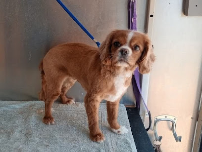 Zoomies Dog Wash & Grooming