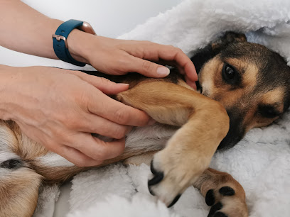 Dog Essence – Holistic Pet Health and Wellbeing