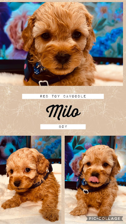 Cavoodle and Toy Poodle Adelaide