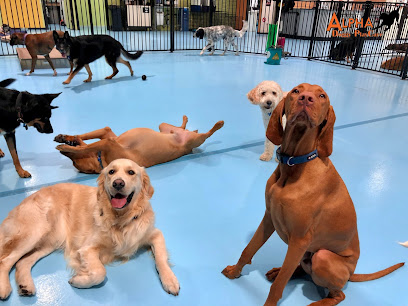 Alpha Doggy Playcare