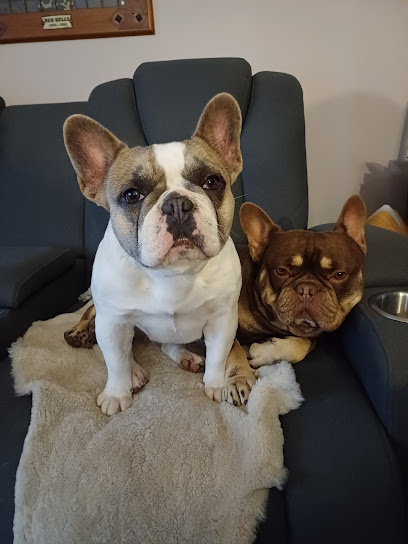 Precise Frenchies